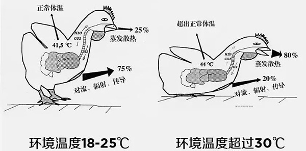 《夏日炎炎，如何為動(dòng)物防暑、降溫》